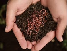 Элитное сырье: